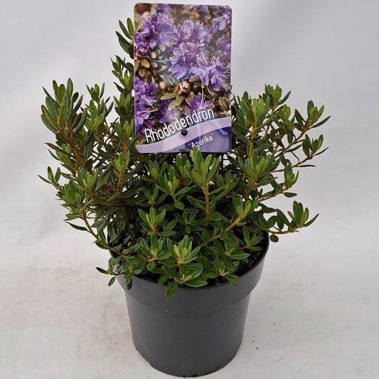 Rhododendron lap. Azurika 20cm 17cm Pot