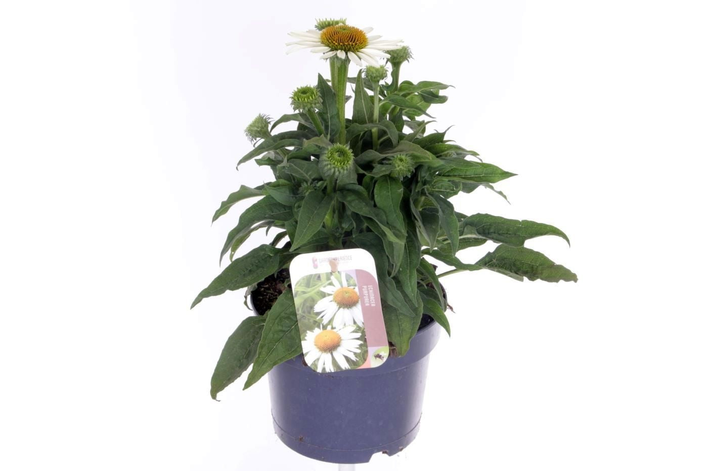 Echinacea pur. Alba 40cm 17cm Pot
