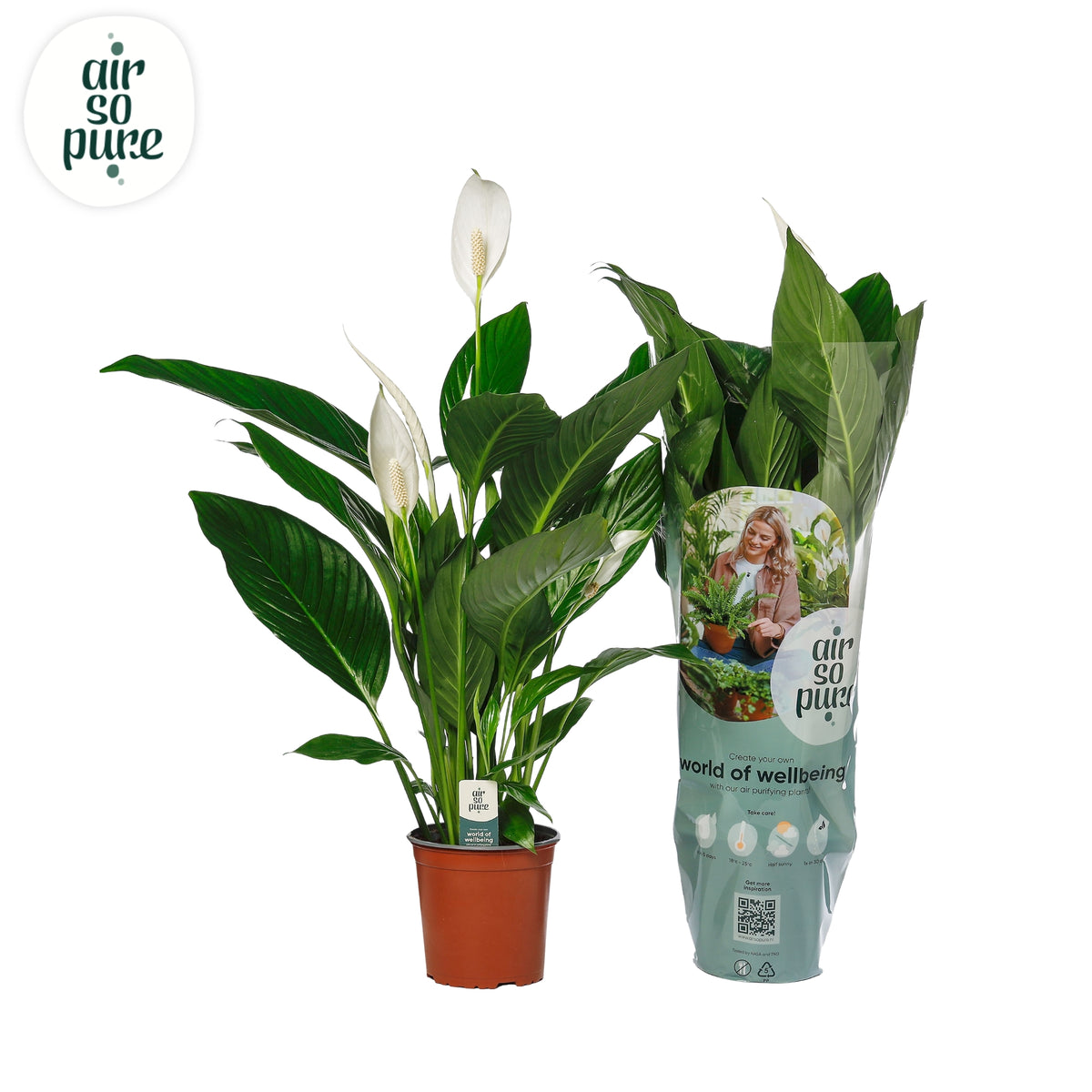 Spathiphyllum Bingo Cupido 70cm 17cm Pot