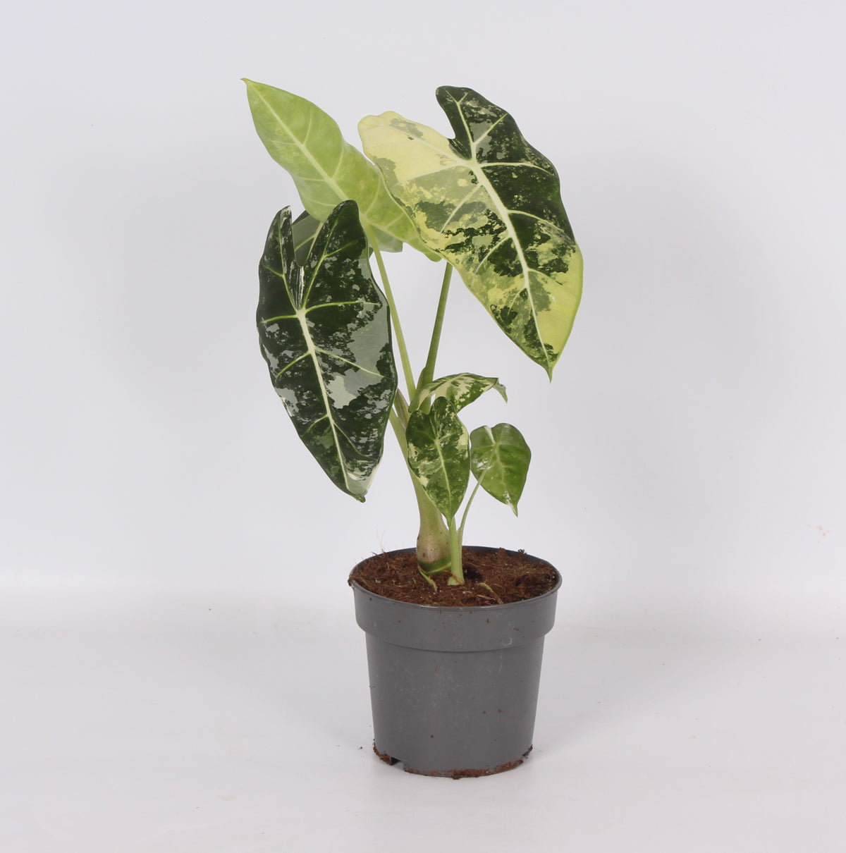 Alocasia Frydek 35cm 14cm Pot