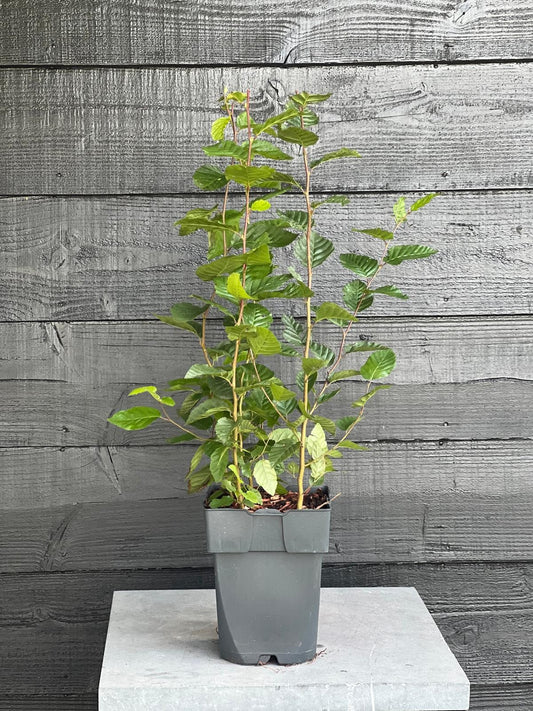 Carpinus betulus 60cm 17cm Pot