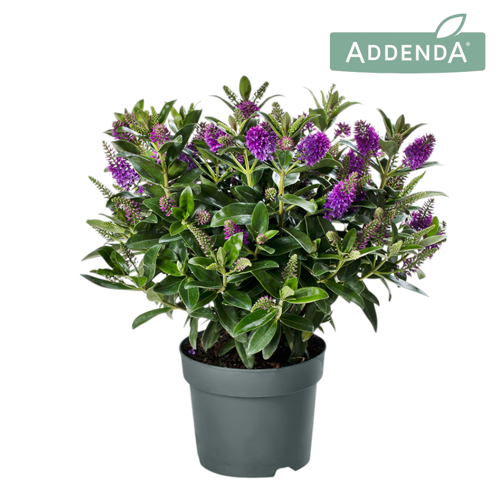 Hebe Addenda Donna Pink 35cm 15cm Pot