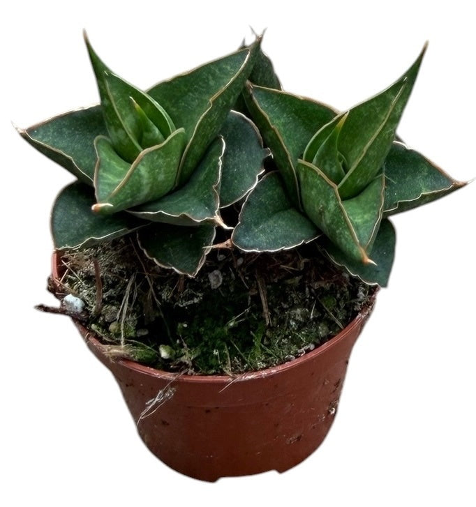 Sansevieria 5cm 6cm Pot