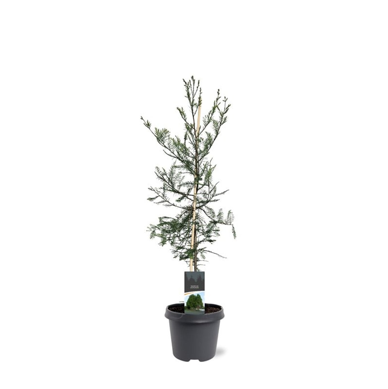 Taxodium distichum 90cm 23cm Pot