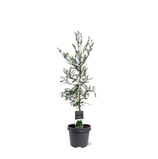 Taxodium distichum 90cm 23cm Pot