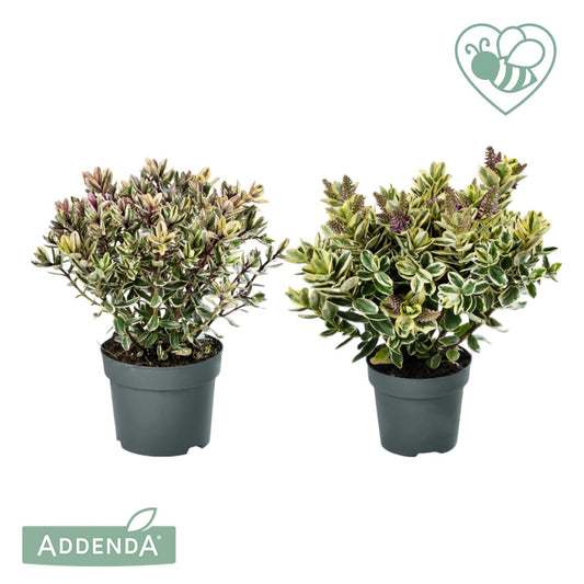 Hebe Addenda mix 30cm 15cm Pot