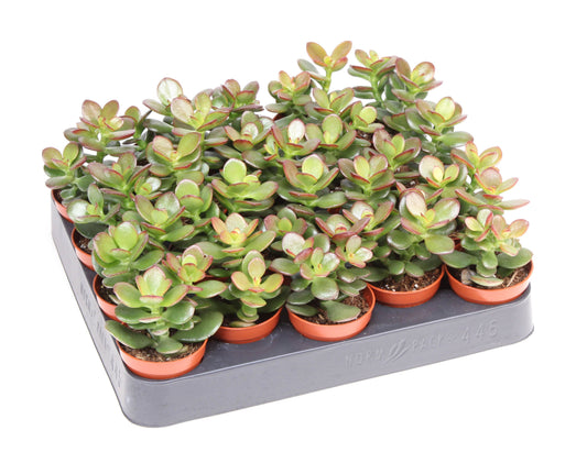 Crassula Minor 10cm 5.5cm Pot