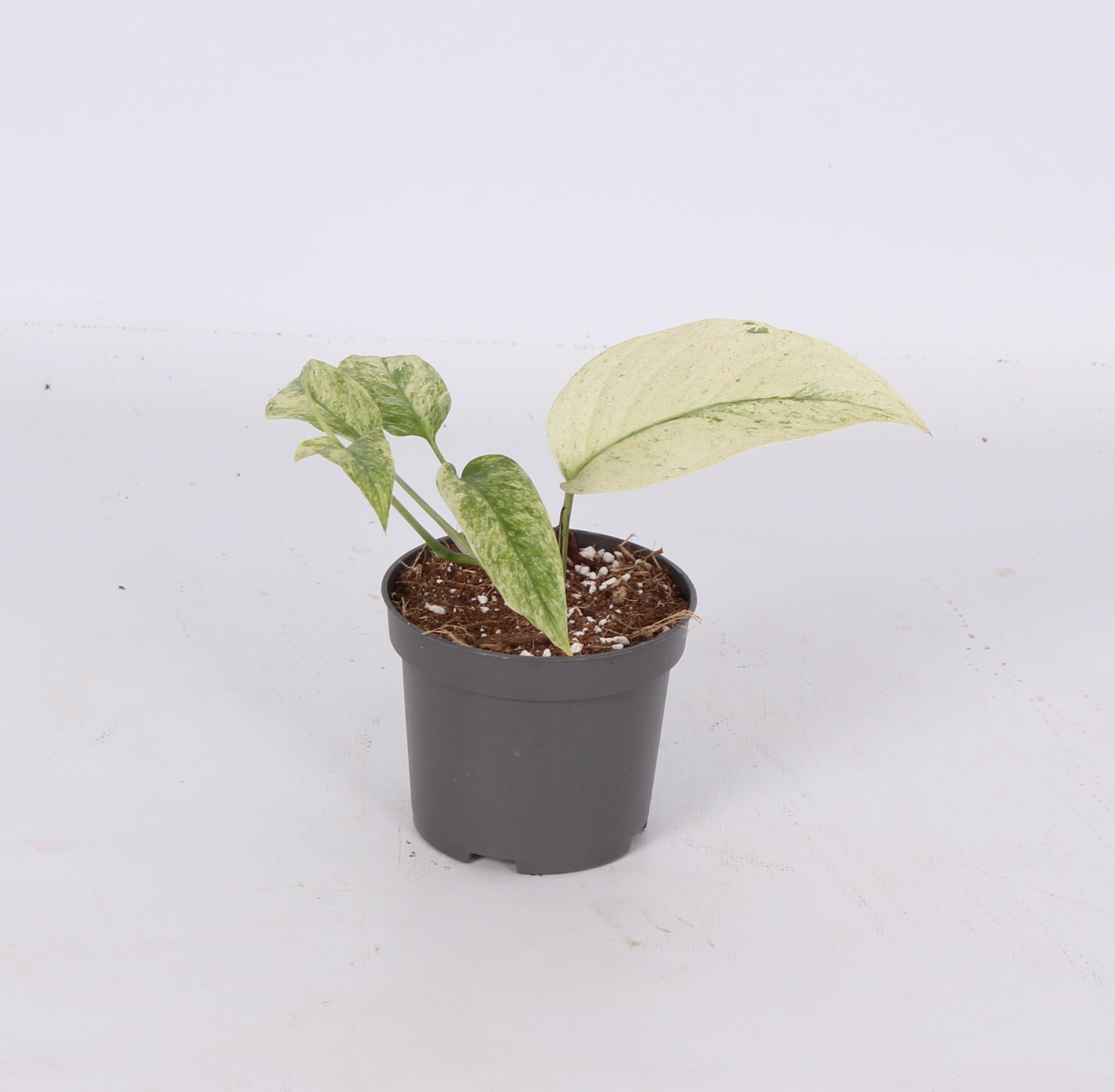 Monstera Variegated 10cm 9cm Pot
