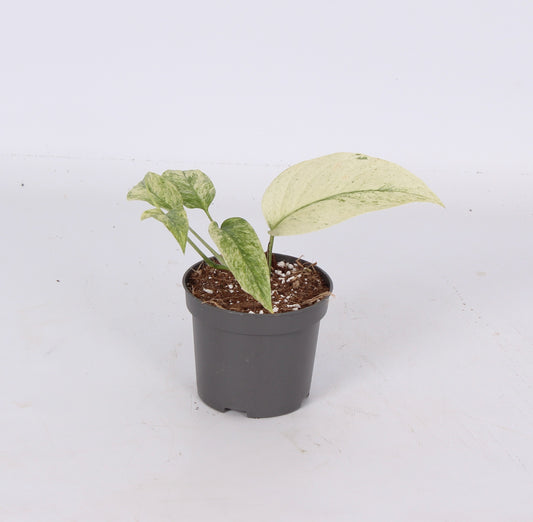 Monstera Variegated 10cm 9cm Pot