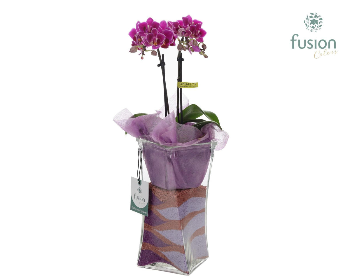 Glas Twistervaas met Phalaenopsis 55cm 10cm Pot