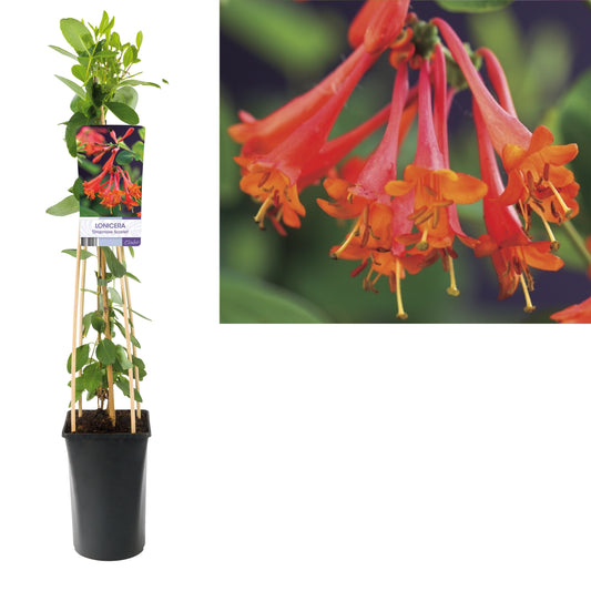 Lonicera Dropmore Scarlet 75cm 17cm Pot