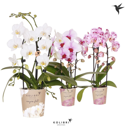 OK Plant Phalaenopsis Niagara Fall mix Pack of 8