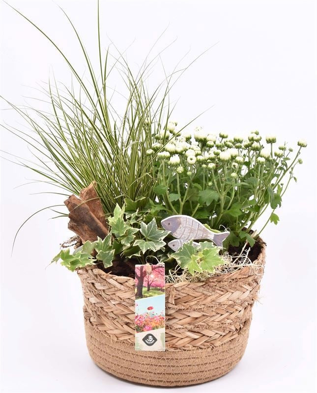 arr.  Plants 20cm Pot