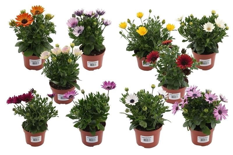 Osteospermum mix 17cm 510cm Pot