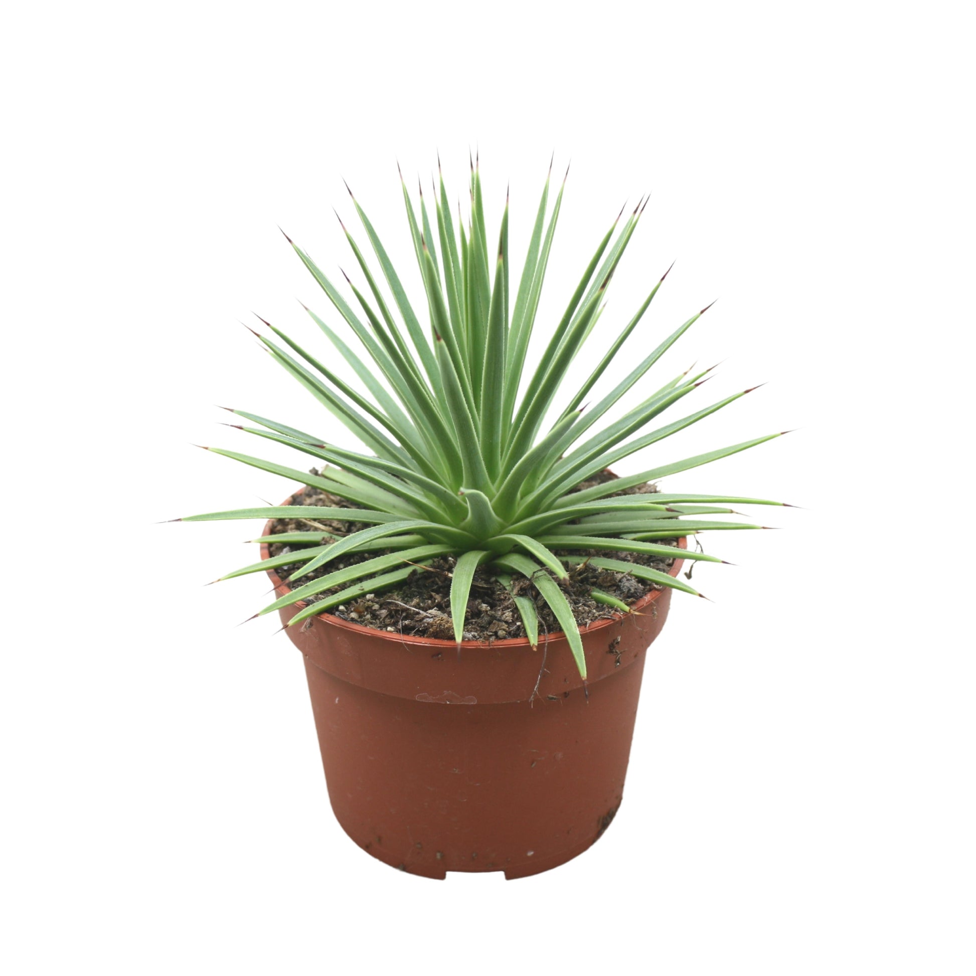 Agave stricta Nana 15cm 10.5cm Pot