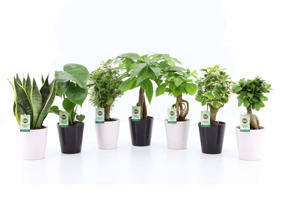 Foliage houseplants mix 35cm 13cm Pot