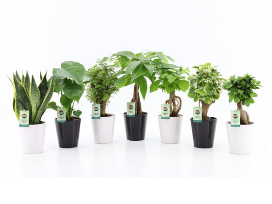 Foliage houseplants mix 35cm 13cm Pot