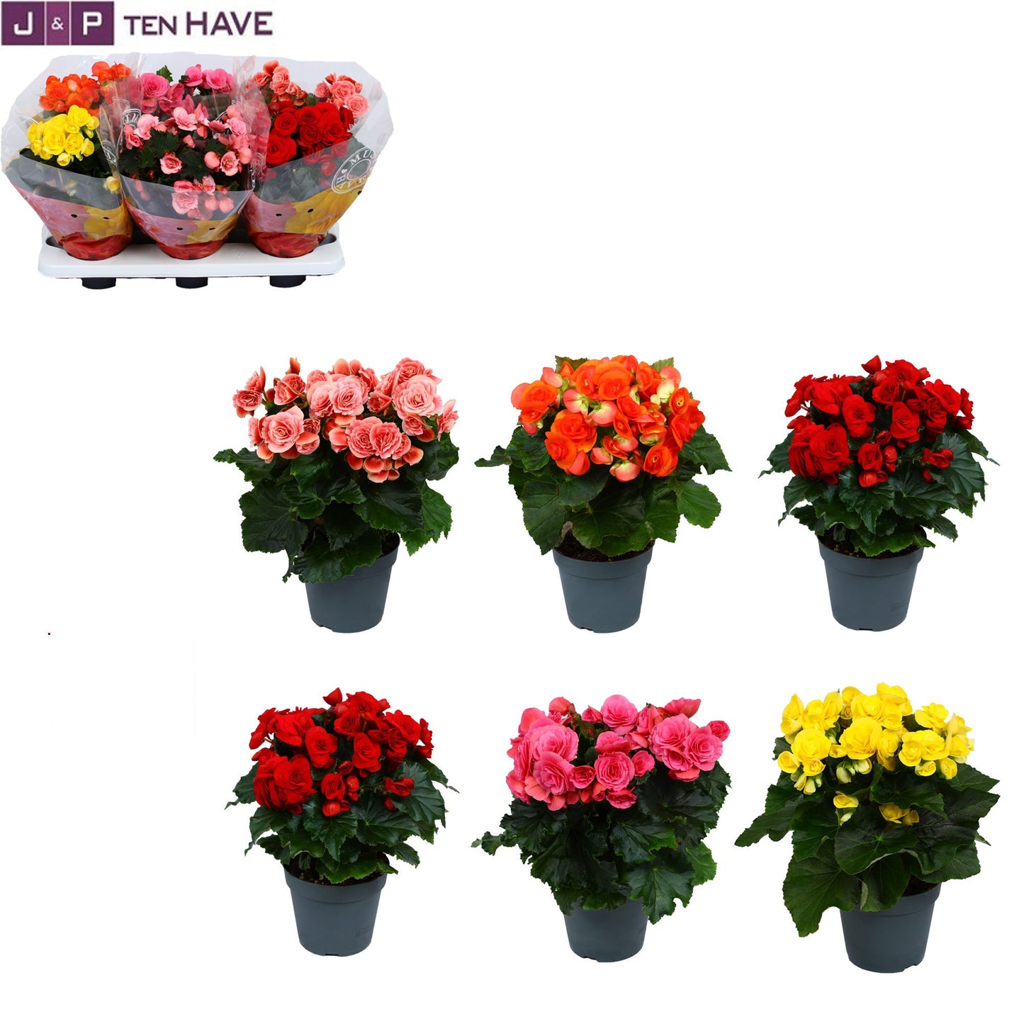 Begonia elatior  mix 30cm 14cm Pot