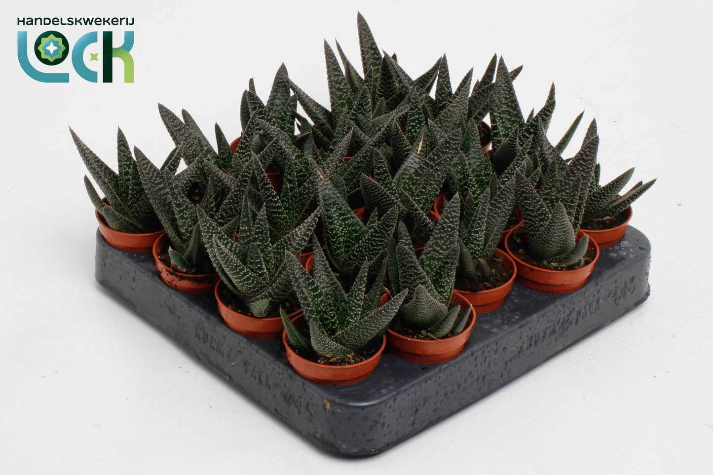 Gasterhaworthia Royal Highness 10cm 5.5cm Pot