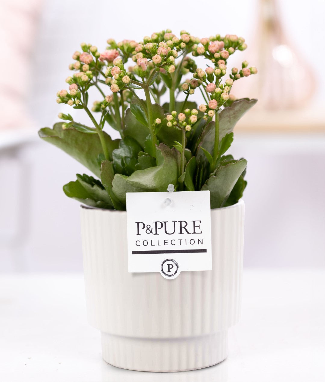 Kalanchoe Rosalina Don Alano 27cm 12cm Pot
