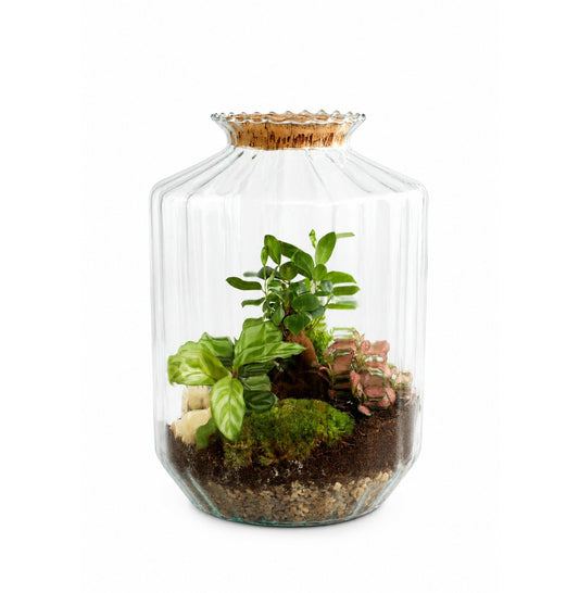 Wardians Wardians Terrarium - Strepe Pack of 1