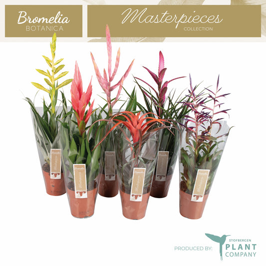 Tillandsia mix 50cm 12cm Pot