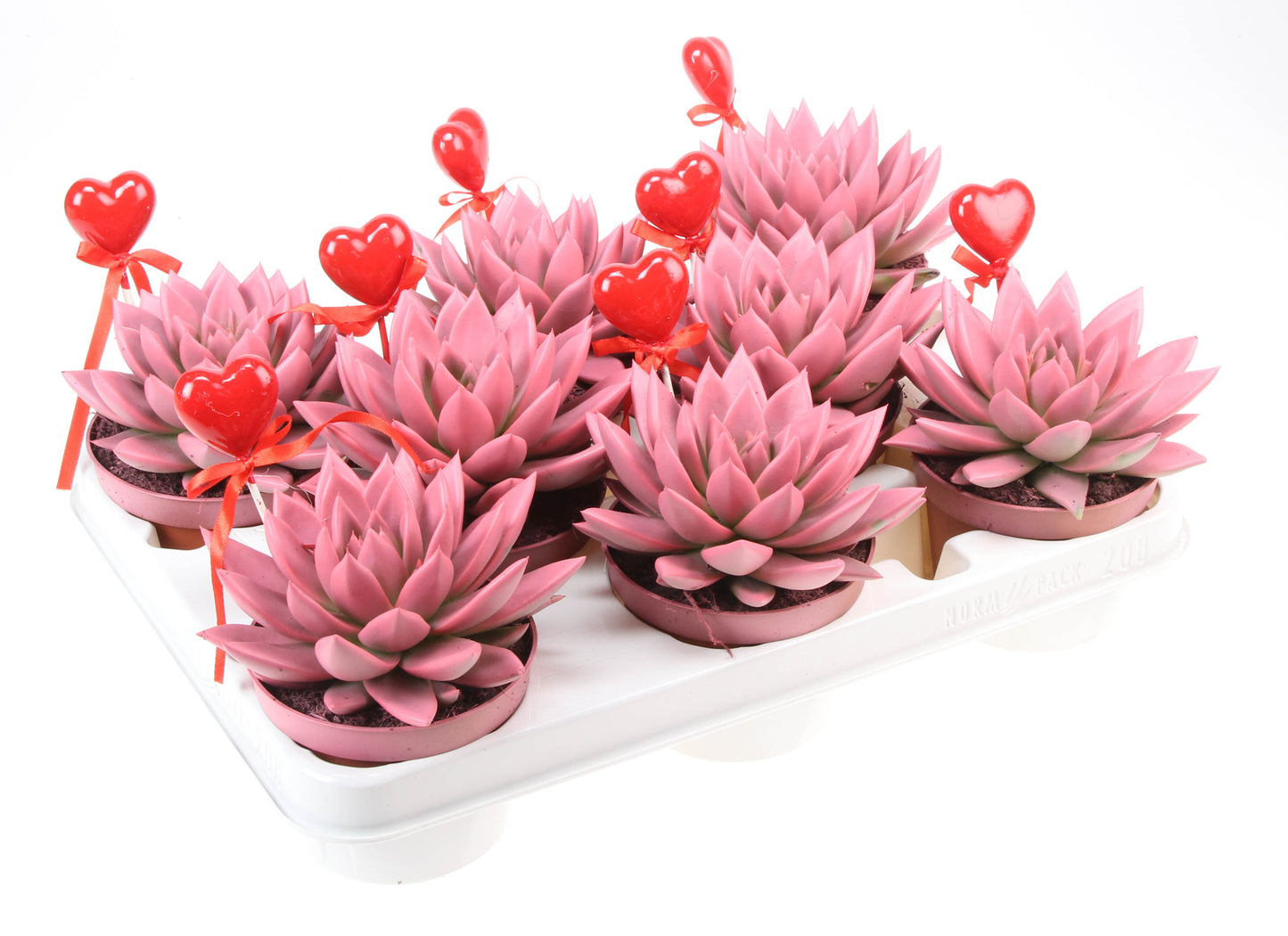 Miranda roze+hartje 12cm 10.5cm Pot