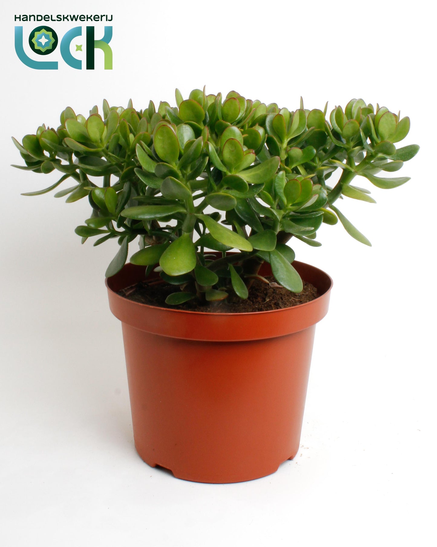 Crassula Argentea ovata 50cm 29cm Pot