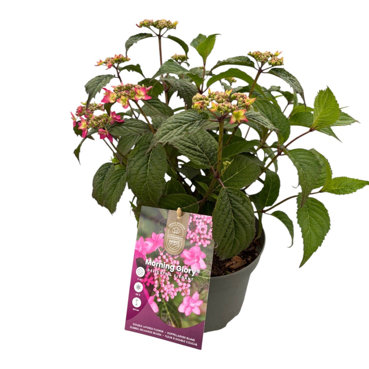 Hydrangea serrata 35cm 19cm Pot
