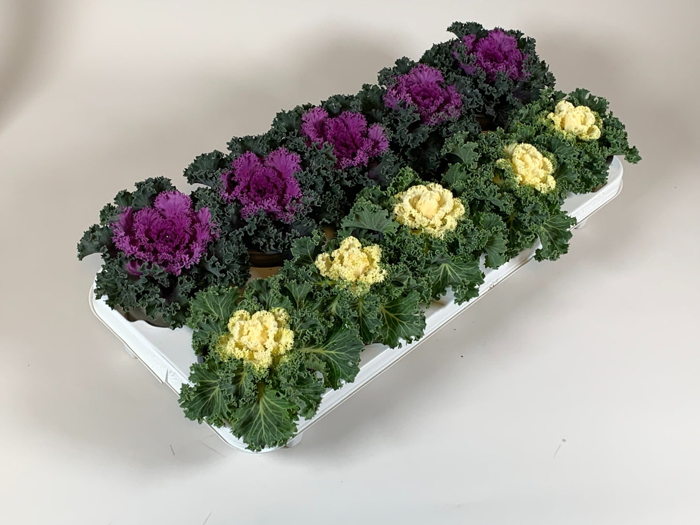 Kap-Tiegelaar. Kwekerij Brassica ole. curly mix Pack of 10