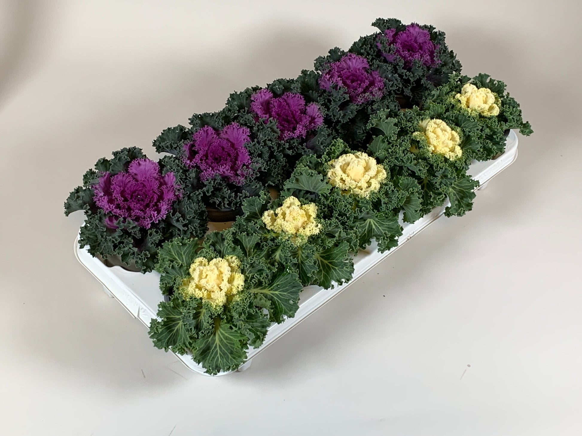 Kap-Tiegelaar. Kwekerij Brassica ole. curly mix Pack of 10