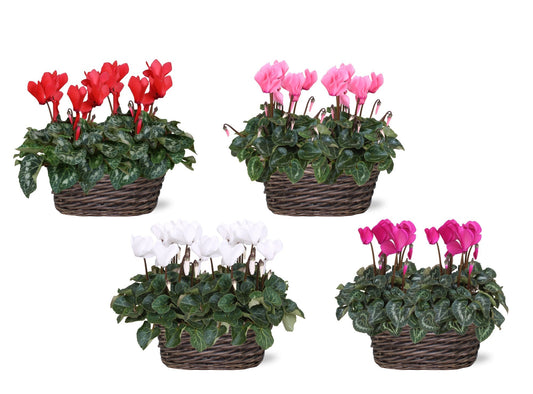 Cyclamen Allure 27cm 25cm Pot
