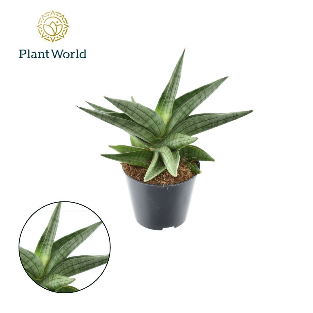 Sansevieria 30cm Special Pot (508)