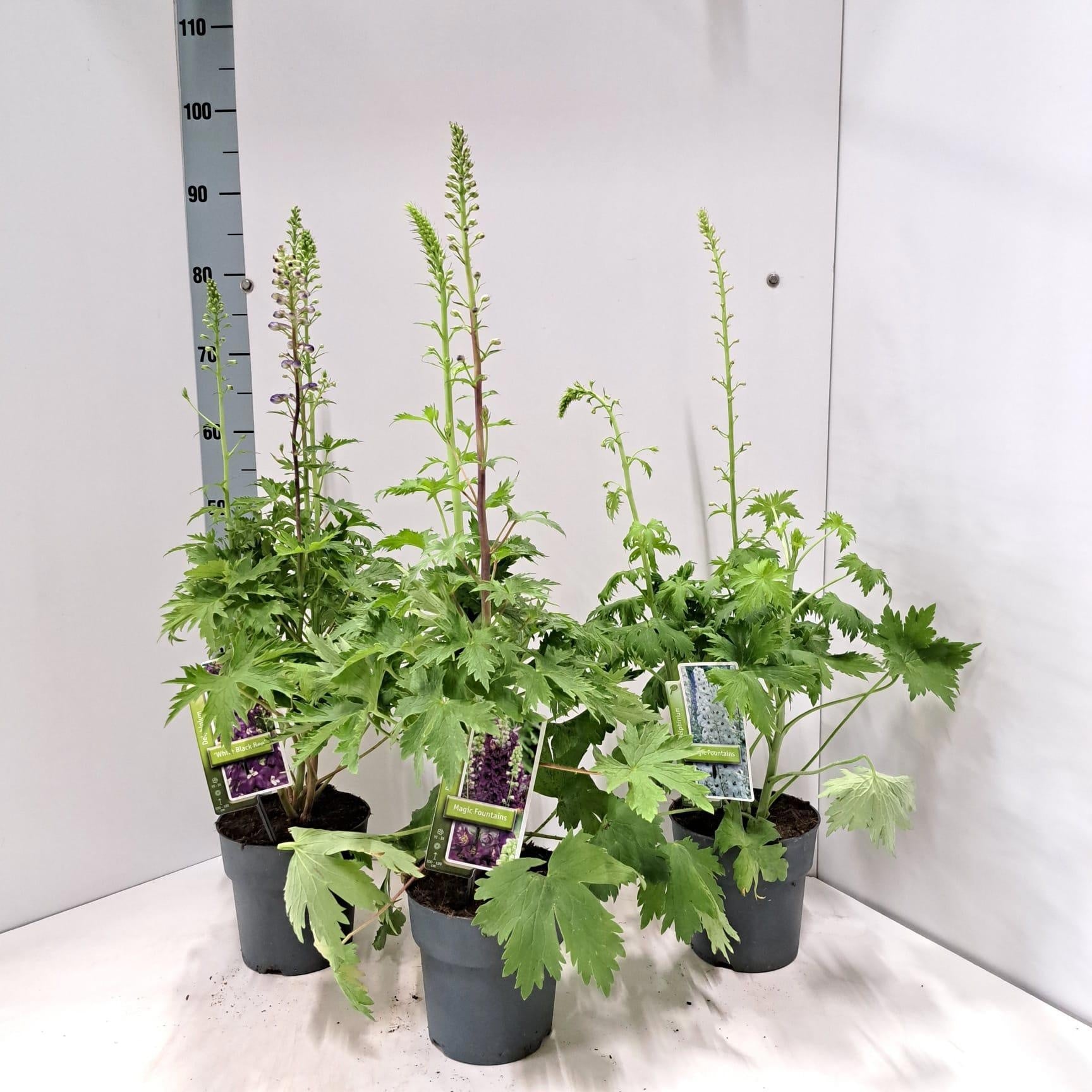 Delphinium mix 85cm 17cm Pot