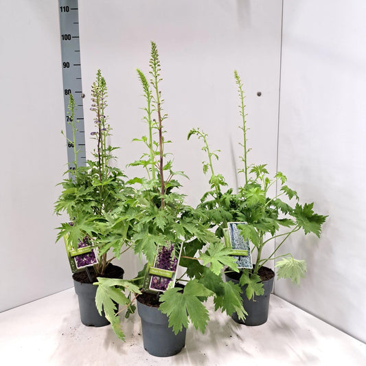 Delphinium mix 85cm 17cm Pot