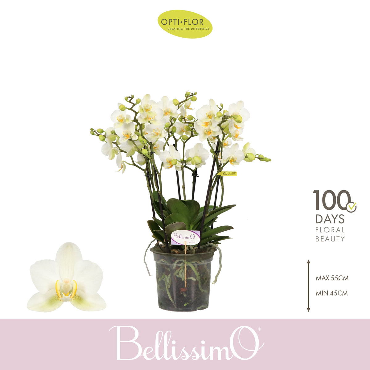 Phalaenopsis Bellissimo Bella 50cm 15cm Pot