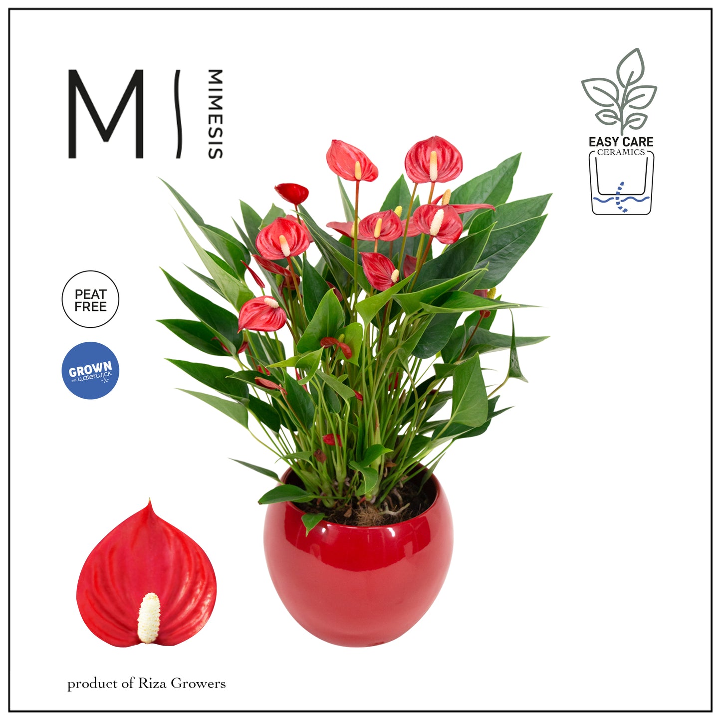 Riza Karma Plants Anthurium Million Flowers (+ drp.ceramic) Pack of 3