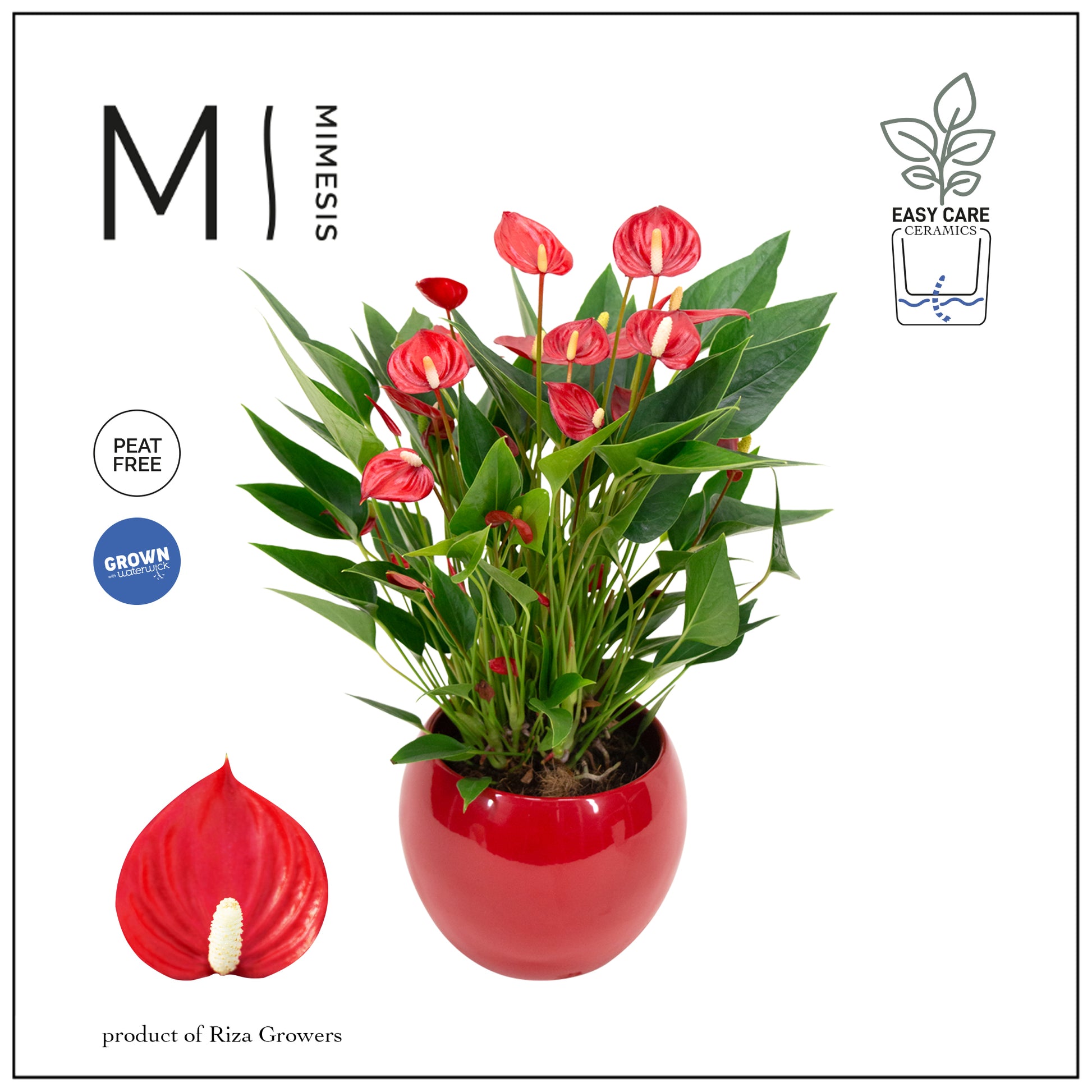 Riza Karma Plants Anthurium Million Flowers (+ drp.ceramic) Pack of 3