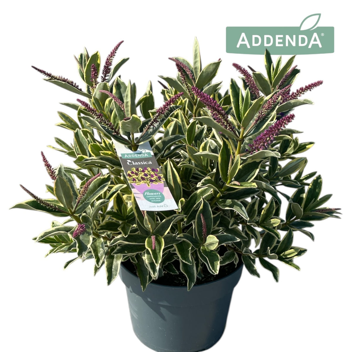 Hebe Varia Wild Blue 35cm 17cm Pot