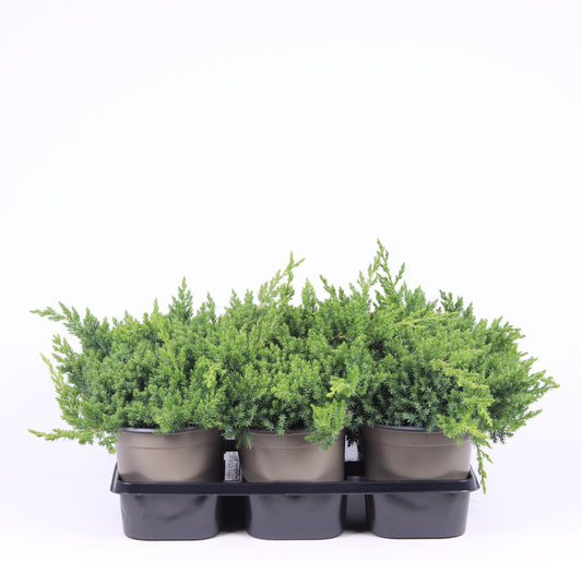 Juniperus procumbens Nana 25cm 15cm Pot