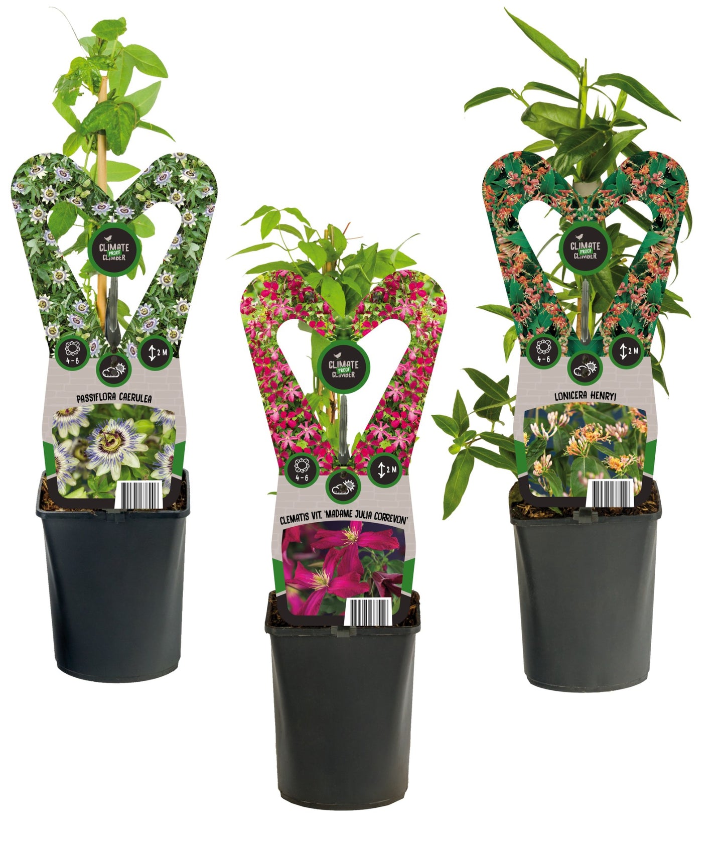 Climbers Mix 45cm 11cm Pot
