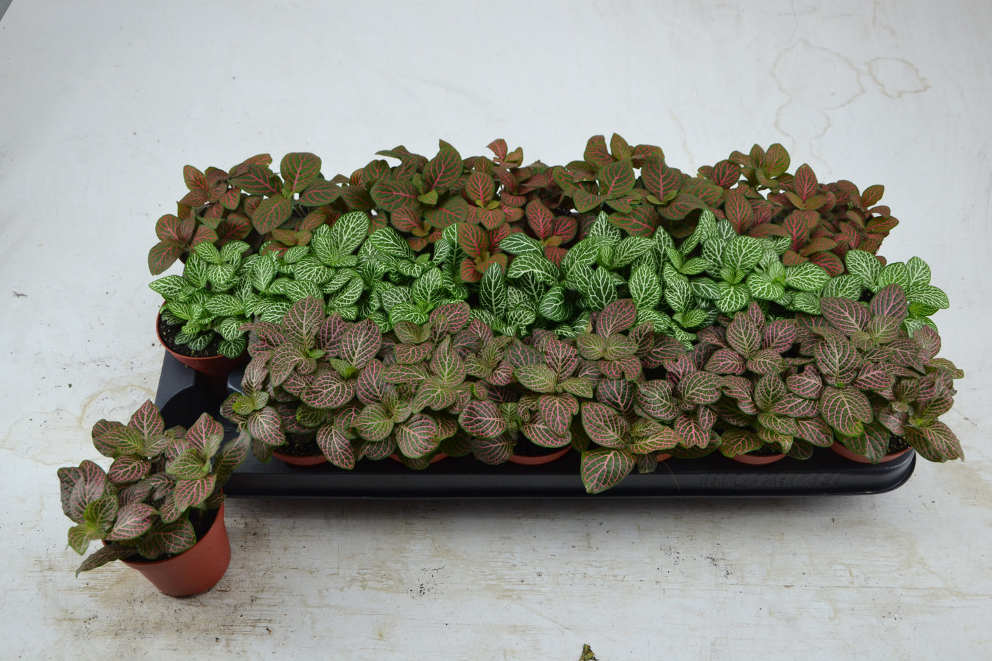 Schoenmakers Verkoop BV Fittonia mix Pack of 21