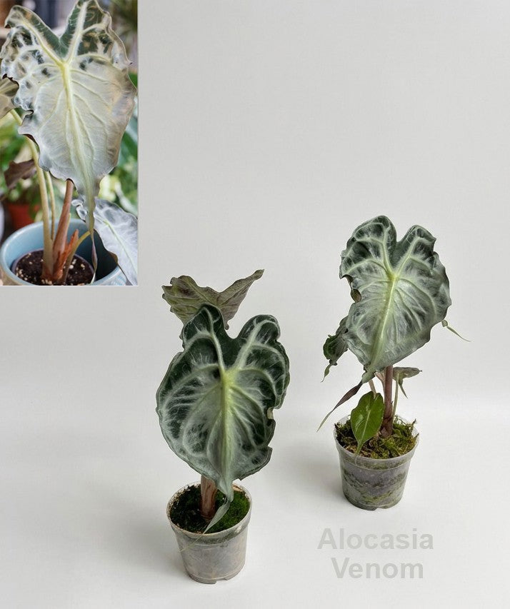 Alocasia amazonica 23cm 7cm Pot