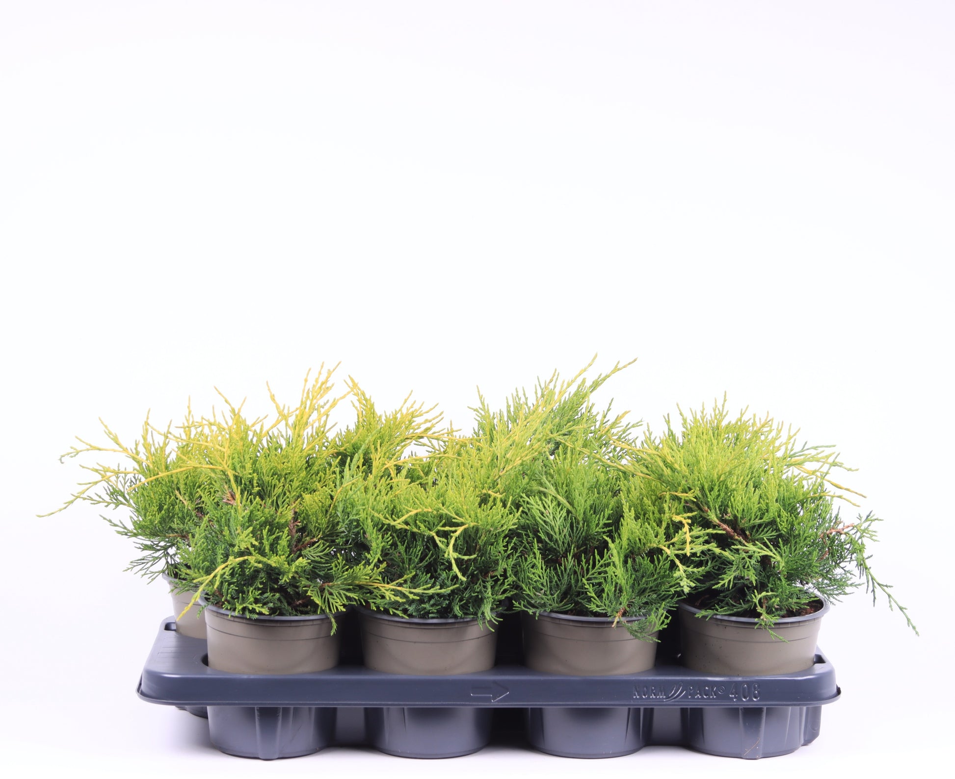 Juniperus Gold Coast 20cm 13cm Pot