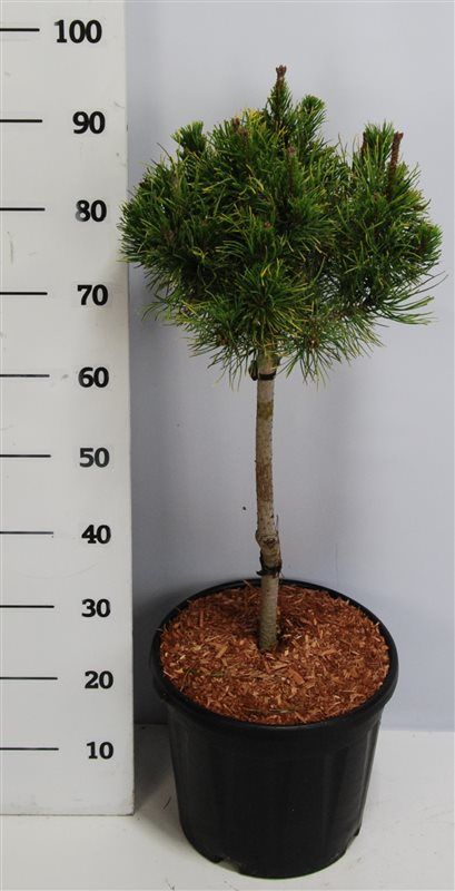 Pinus mugo Carstens Wintergold 100cm 32cm Pot