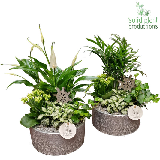 Solid Plant Productions SC003 Loes Steel Mix Pack of 4