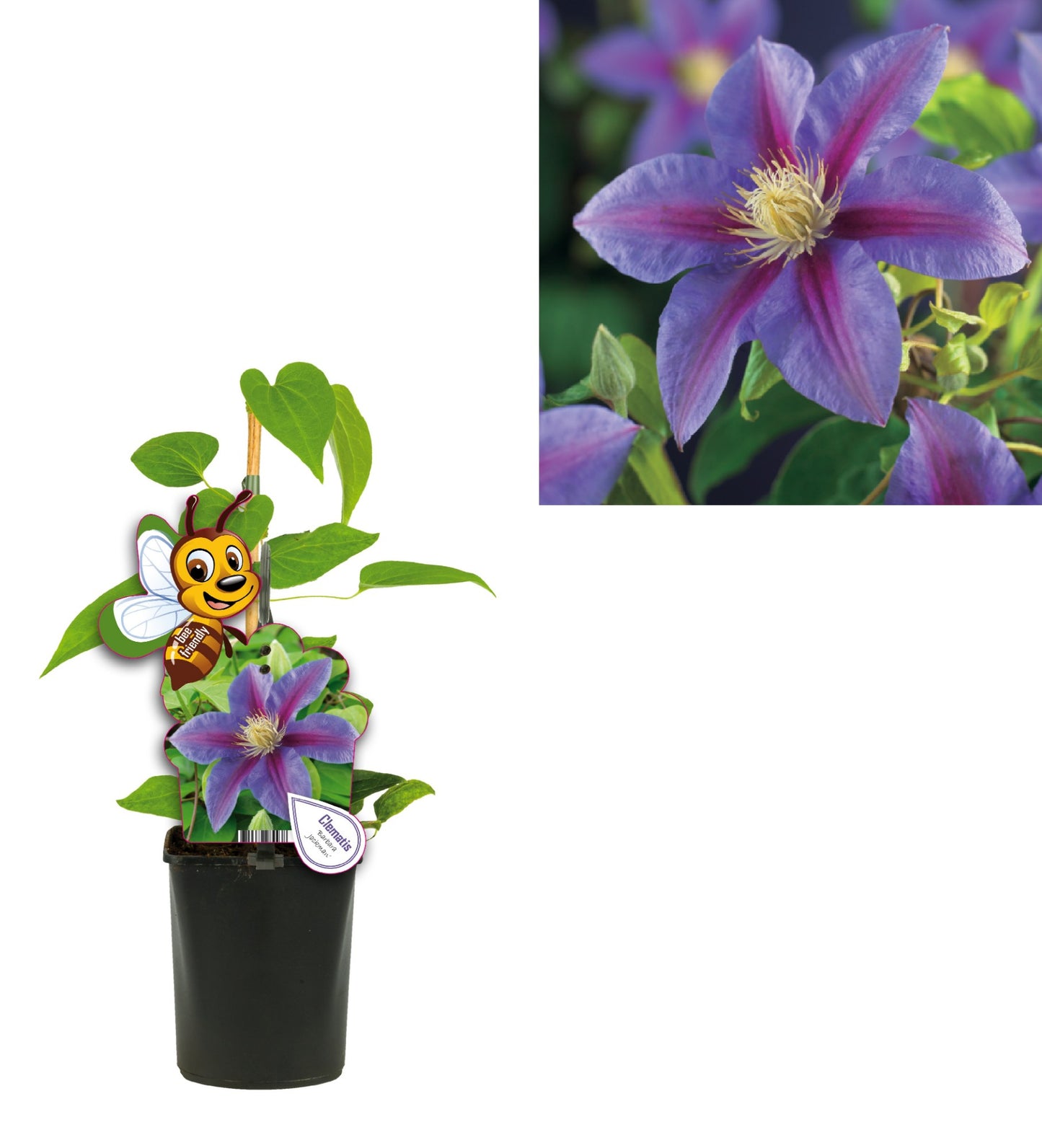 Clematis Barbara Jackman 40cm 11cm Pot