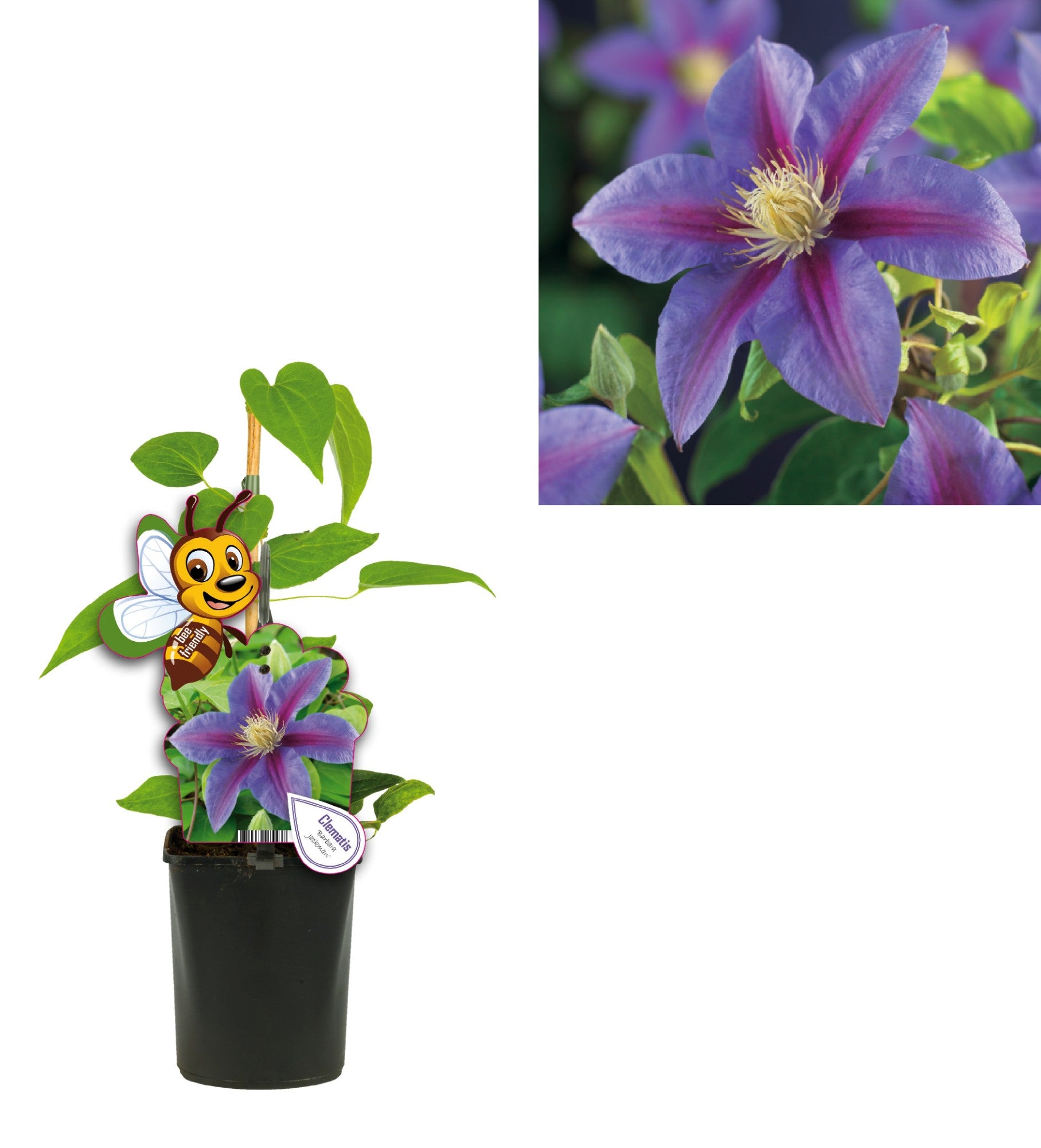 Clematis Barbara Jackman 40cm 11cm Pot