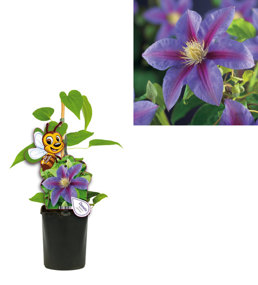 Clematis Barbara Jackman 40cm 11cm Pot