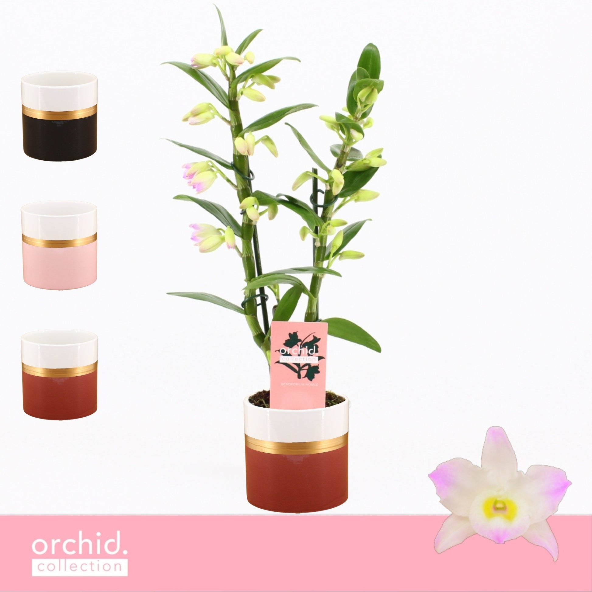 Dendrobium Kumiko 40cm 12cm Pot
